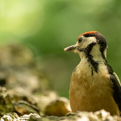 great spotted woodpecker on a branch