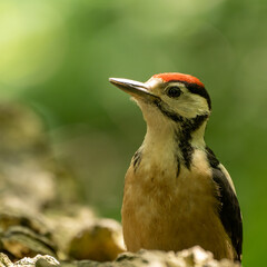 great spotted woodpecker on a branch