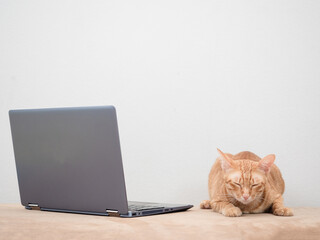 Orange cat laying on sofa with laptop feeling sleepy on white background