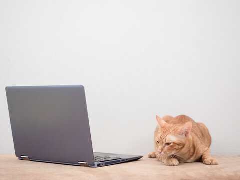 Orange Cat Laying On Sofa Looking At Laptop On White Background