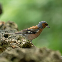 finch on a branch