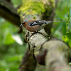 finch on a branch
