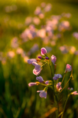 Pink flowers in the garden during sunset