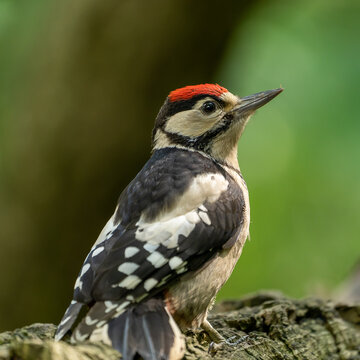 great spotted woodpecker on a branch