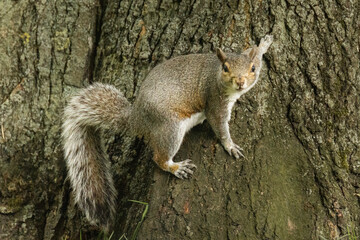 Grey squirrel making eye contact from a tree