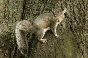 Naklejka na ściany i meble Grey squirrel making eye contact from a tree