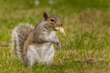 Grey squirrel collecting peanuts on the ground