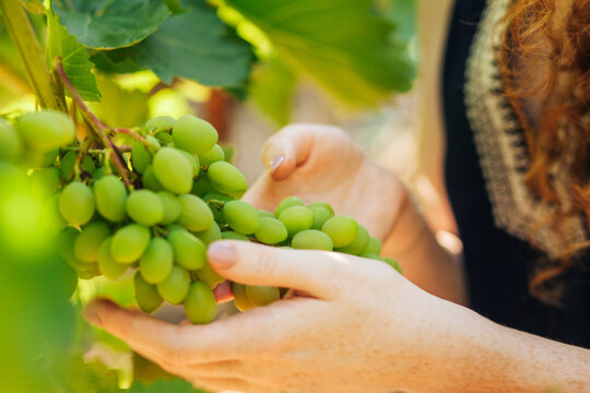 Green grapes