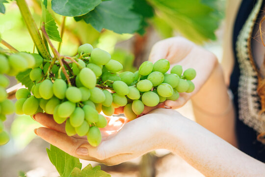 Green grapes