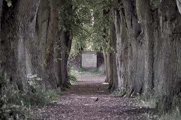 Central perspective through an all of old trees on a memorial stone commemorating the dead of the world wars in Europe, placed near Celle, Lower Saxony, Germany, intentionally desaturated
