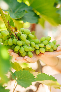 Green grapes