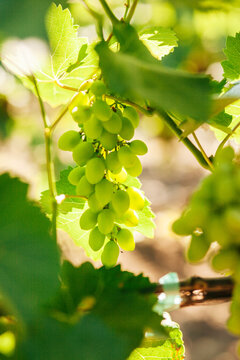 Green grapes