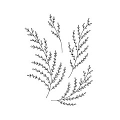 Floral black and white icons, vector graphics. Hand drawn branches with leaves.