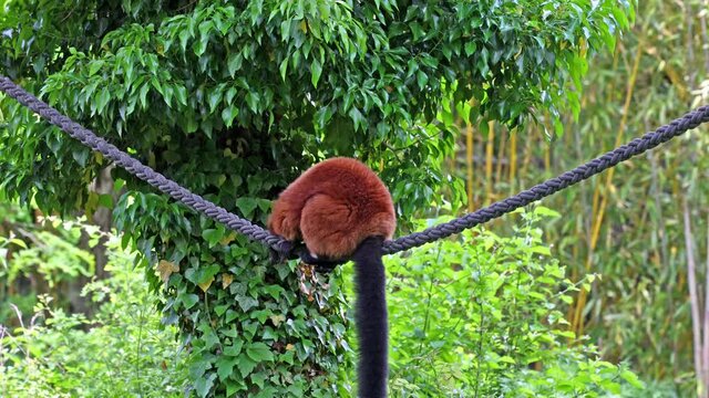 The black and white ruffed lemur, Varecia variegata is the more endangered of the two species of ruffed lemurs, both of which are endemic to the island of Madagascar.