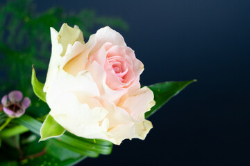 Beautiful pink rose flower with dark blue background