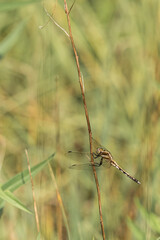 Libellule.