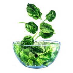 Fresh green spinach falling into glass bowl, ingredient for salad, young baby spinach leaves, close-up, vegetarian food, healthy snack, isolated, hand drawn watercolor illustration on white background