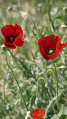 Red common poppy flowers opposite blurred floral background. Close-up of red poppies inflorescences and poppy bulbs