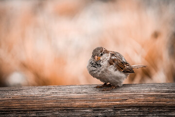 A little bird sitting on a fence 