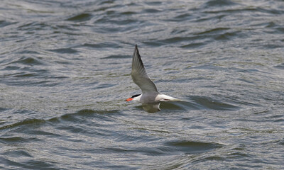 K&uuml;stenseeschwalbe (Sterna paradisaea)