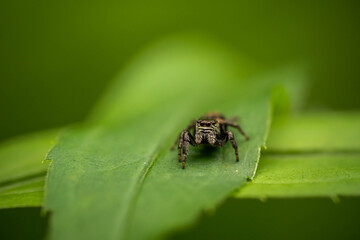 spider jumper looks into the frame. Concept: cute, friendliness, curiosity
