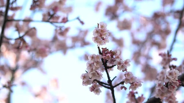 あたみ桜