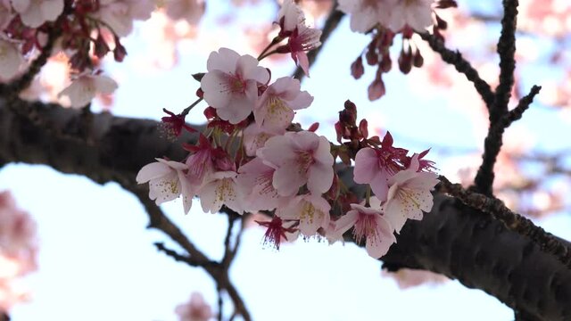 あたみ桜