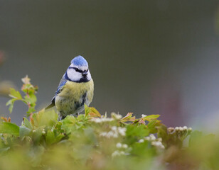 Blaumeise (Cyanistes caeruleus)