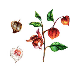 Hand painted isolated branch with fresh ripe red yellow honey berry physalis