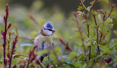 Blaumeise (Cyanistes caeruleus)