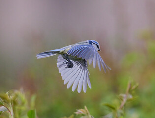 Blaumeise (Cyanistes caeruleus)