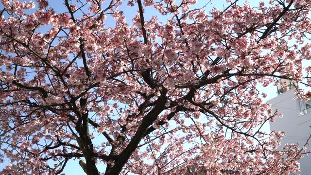 あたみ桜