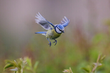 Blaumeise (Cyanistes caeruleus)