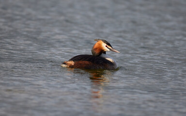 Haubentaucher (Podiceps cristatus)