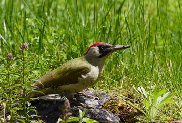 Gr&uuml;nspecht (Picus viridis)