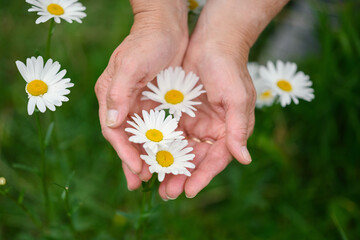 Camomile in the hands of aged women. Skin care concept.