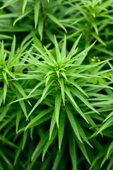 Fresh green leaves at spring. Selective focus with shallow depth of field.