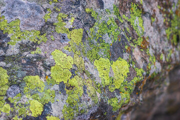 lichen on rock