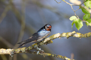 Rauchschwalbe (Hirundo rustica)