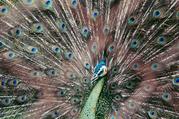 Fototapeta premium peacock with feathers out