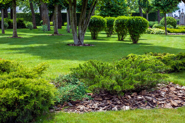 evergreen thuja bush with tree bark mulching in a park with green lawn and trees in the background, garden bed landscaping on a sunny summer day, nobody.