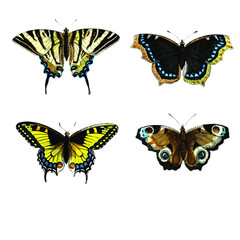 Set of common European Butterfly scientific illustrations in watercolor style (isolated). 