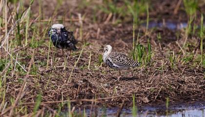 Goldregenpfeifer (Pluvialis apricaria)