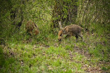 wild boar in the forest