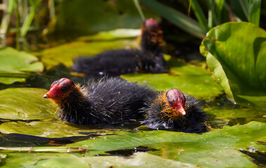 Blässhuhn Küken (Fulica atra)