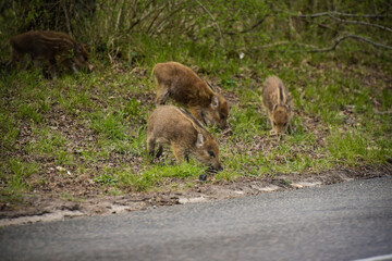 wild boar in the forest