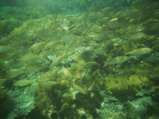 Cabo de Gata, Nijar, Almeria, Andalucia, España
