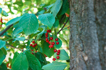Black berries on green leaves background. Season change concept. Autumn mood.