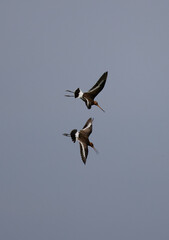 Uferschnepfe (Limosa limosa) im Balzflug