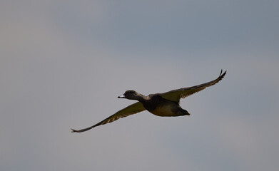 Blessgans (Anser albifrons)